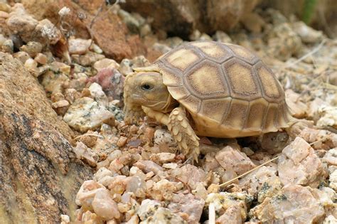 Males of this species are usually a bit larger than females. . Desert tortoise for sale